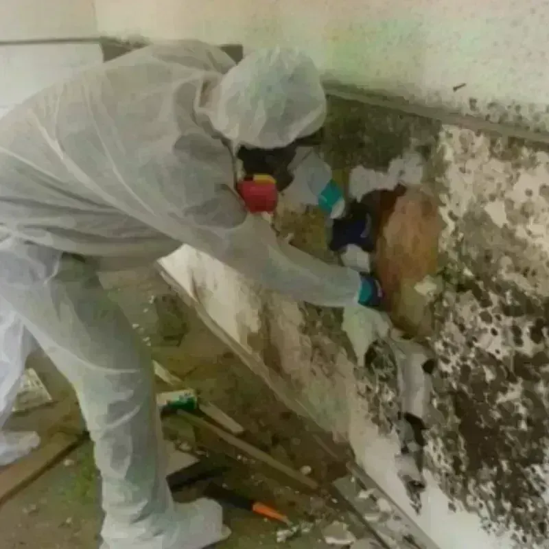 Mold Remediation and Removal in Oak Grove, OR